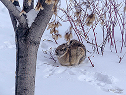 Image of Rabbit sitting in the snow