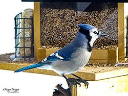 Image of Blue Jay at bird feeder