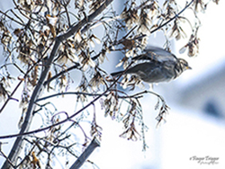 Image of sparrow fliying out of tree