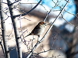 Image of sparrow sitting in a tree